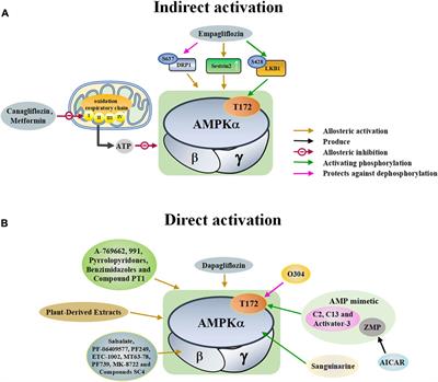 Adenosine monophosphate activated protein kinase contributes to skeletal muscle health through the control of mitochondrial function